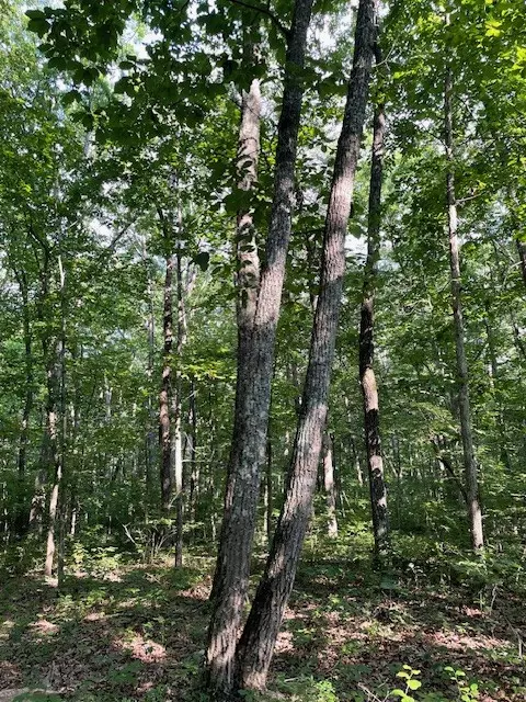 Mcminnville, TN 37110,0 Eagle Nest Rd