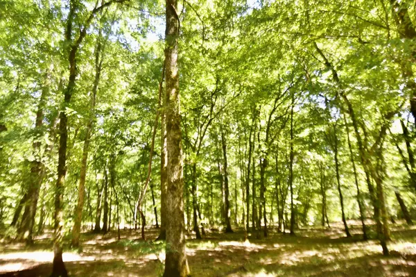 Hohenwald, TN 38462,224 Turner Sims Rd