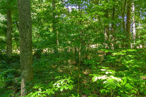 Santa Fe, TN 38482,0 Chestnut Ridge Rd