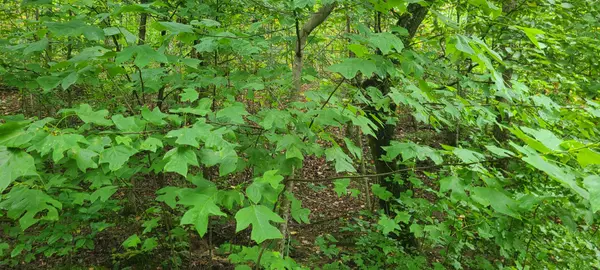 Altamont, TN 37301,0 Deer Run Rd