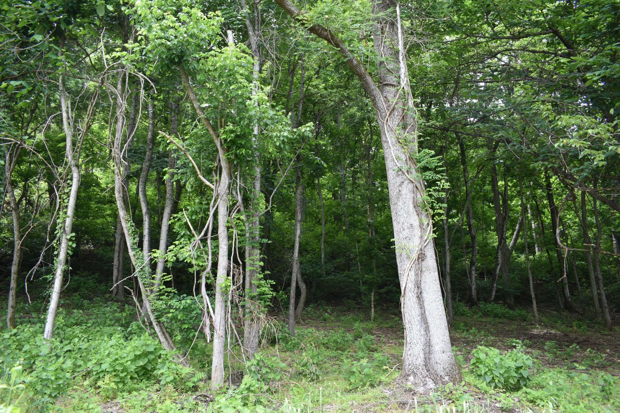 Carthage, TN 37030,0 Turkey Creek Hwy
