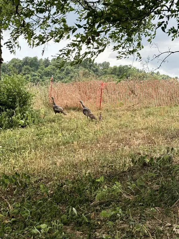 Shelbyville, TN 37160,0 McLaughlin Lane