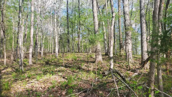 Big Rock, TN 37023,0 Higgs Rd