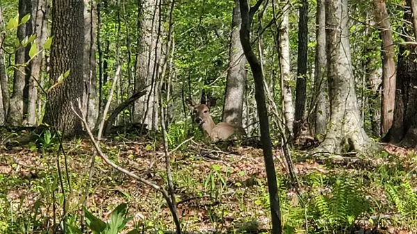 Big Rock, TN 37023,0 Higgs Rd