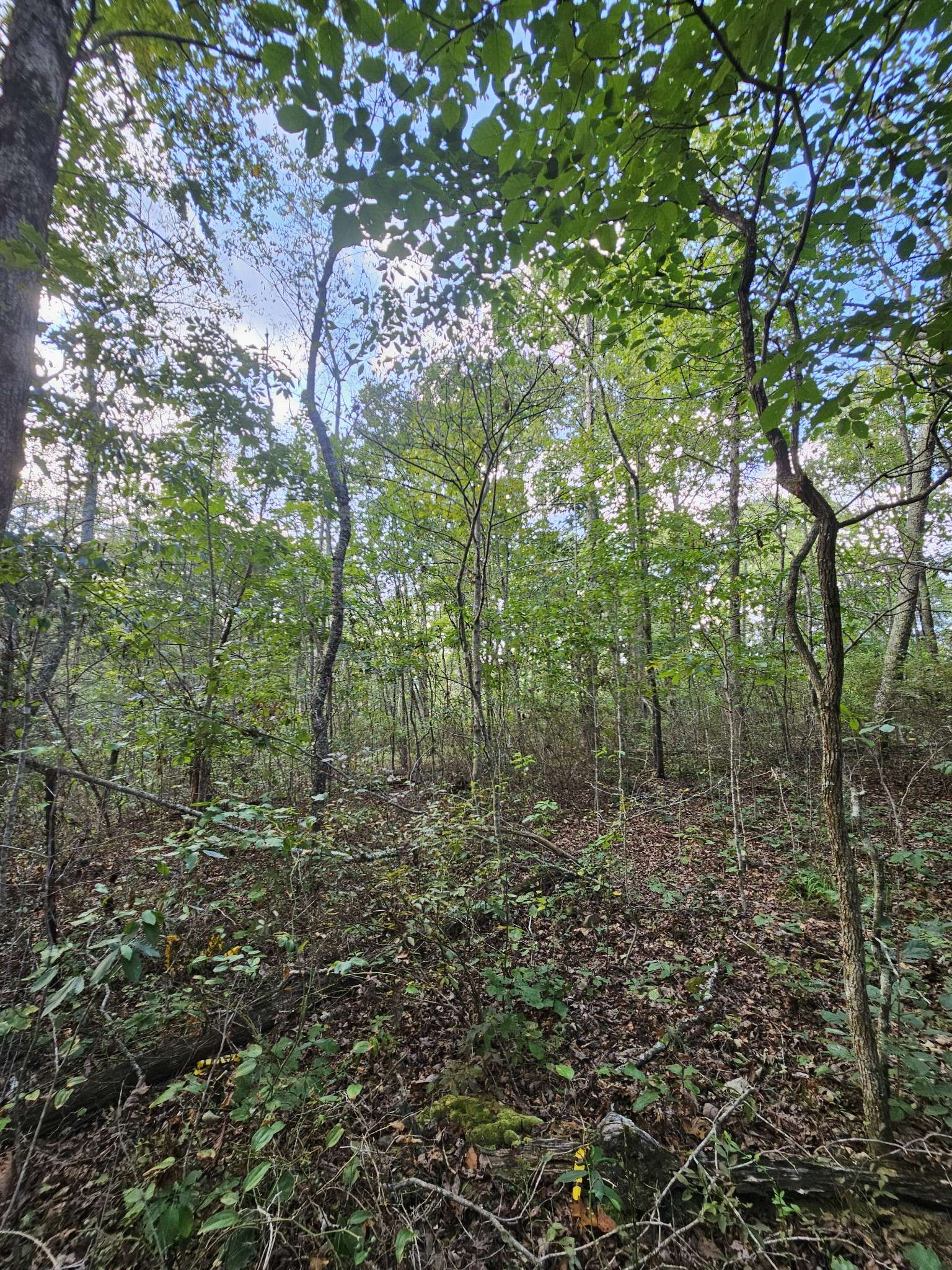 Altamont, TN 37301,11302 SR 108