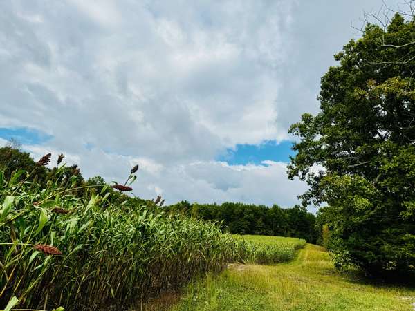 0 68 Acres Muddy Pond Rd, Monterey, TN 38574