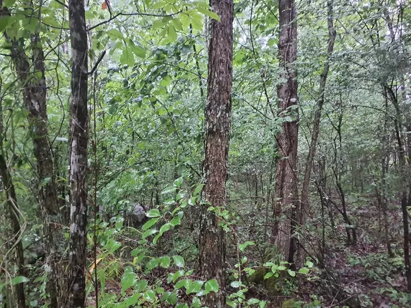 Sherwood, TN 37376,0 Sherwood Road