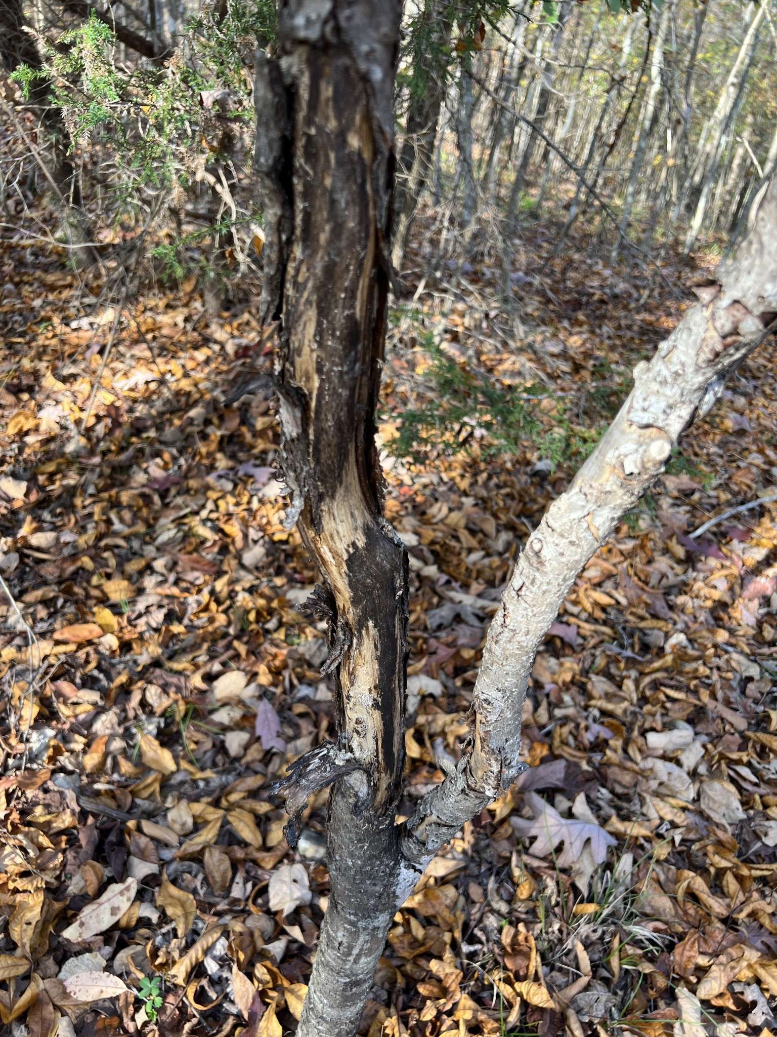 Hohenwald, TN 38462,1 Cane Creek Road