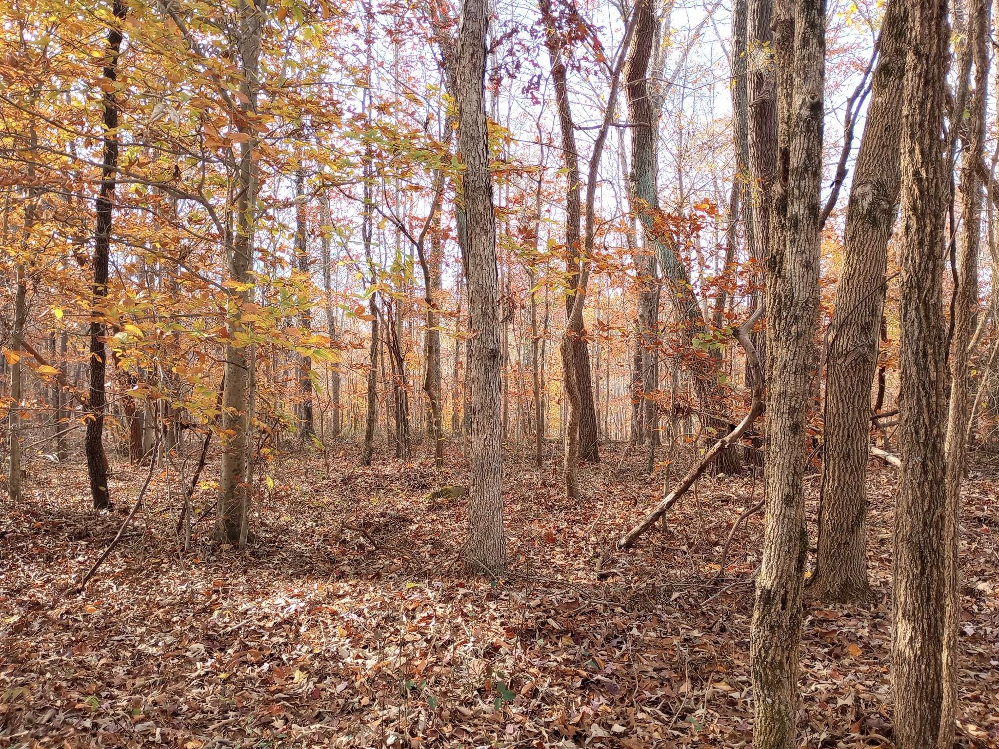 8690 Poplar Creek Rd, Nashville, TN 37221