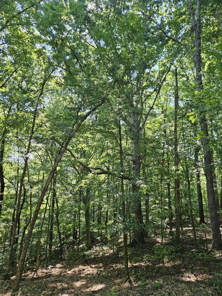 Primm Springs, TN 38476,0 Old Natchez Trce