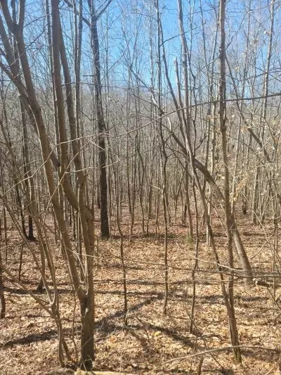 Summertown, TN 38483,0 Reed Road