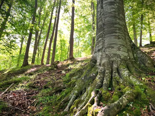 Walling, TN 38587,0 Three Island Rd