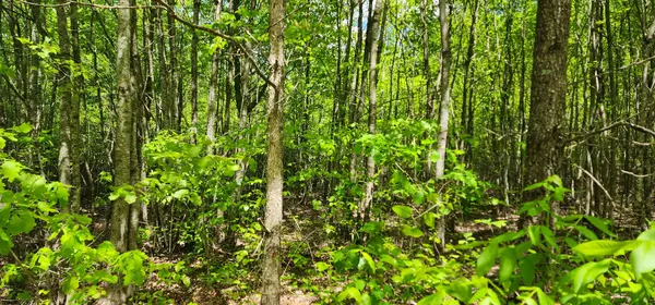 Monteagle, TN 37356,0 Tootley Campbell Rd