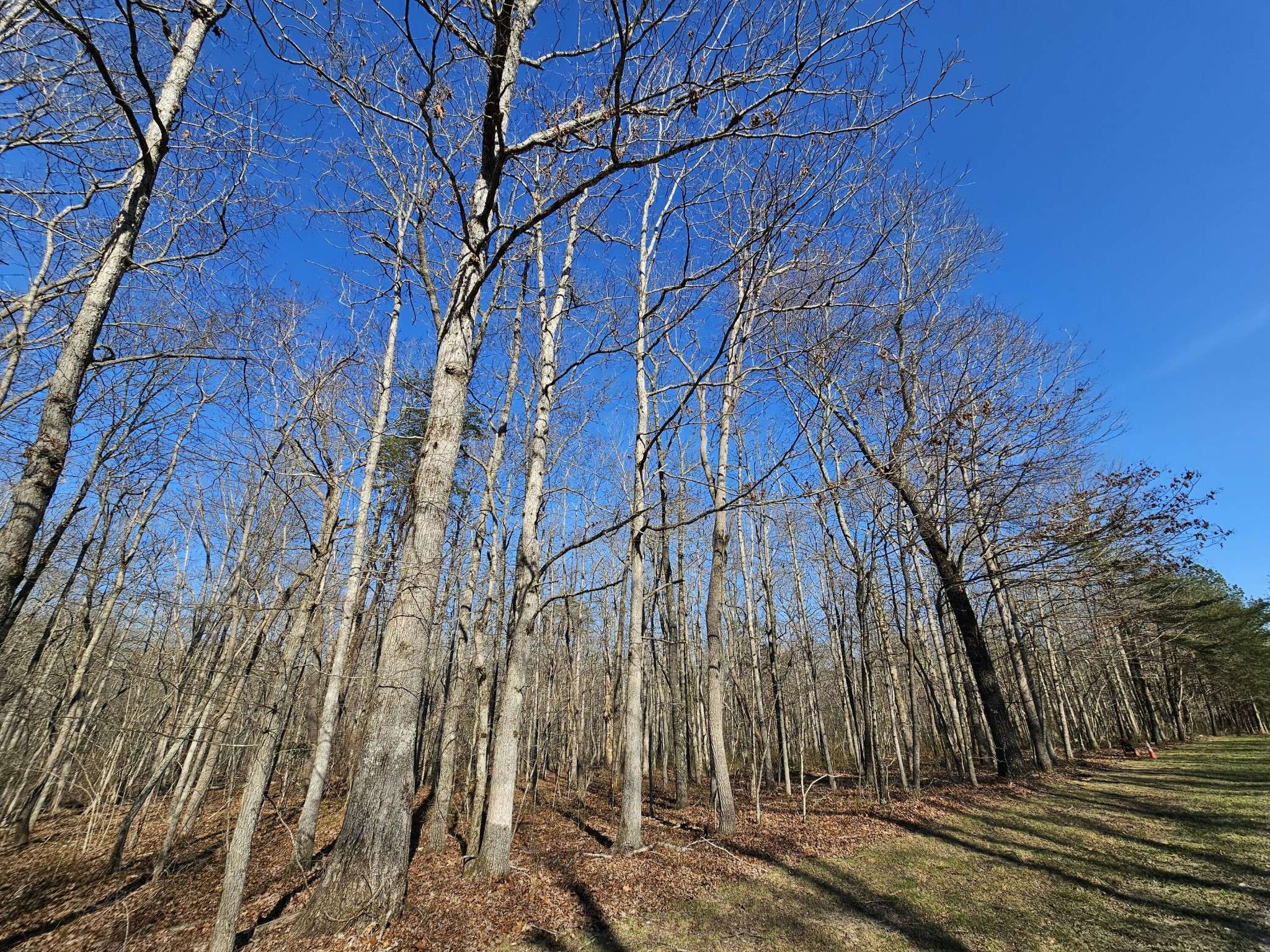 Monteagle, TN 37356,5 Timberwood Trace