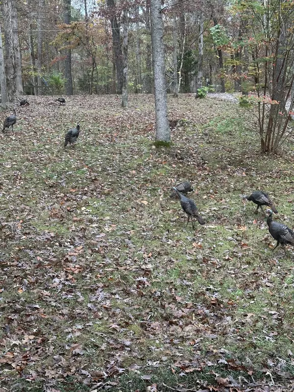 Kingston Springs, TN 37082,1045 Lonesome Pine Rd