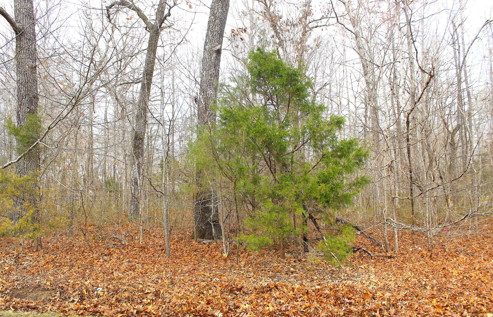 Beechgrove, TN 37018,0 Lakeshore Dr