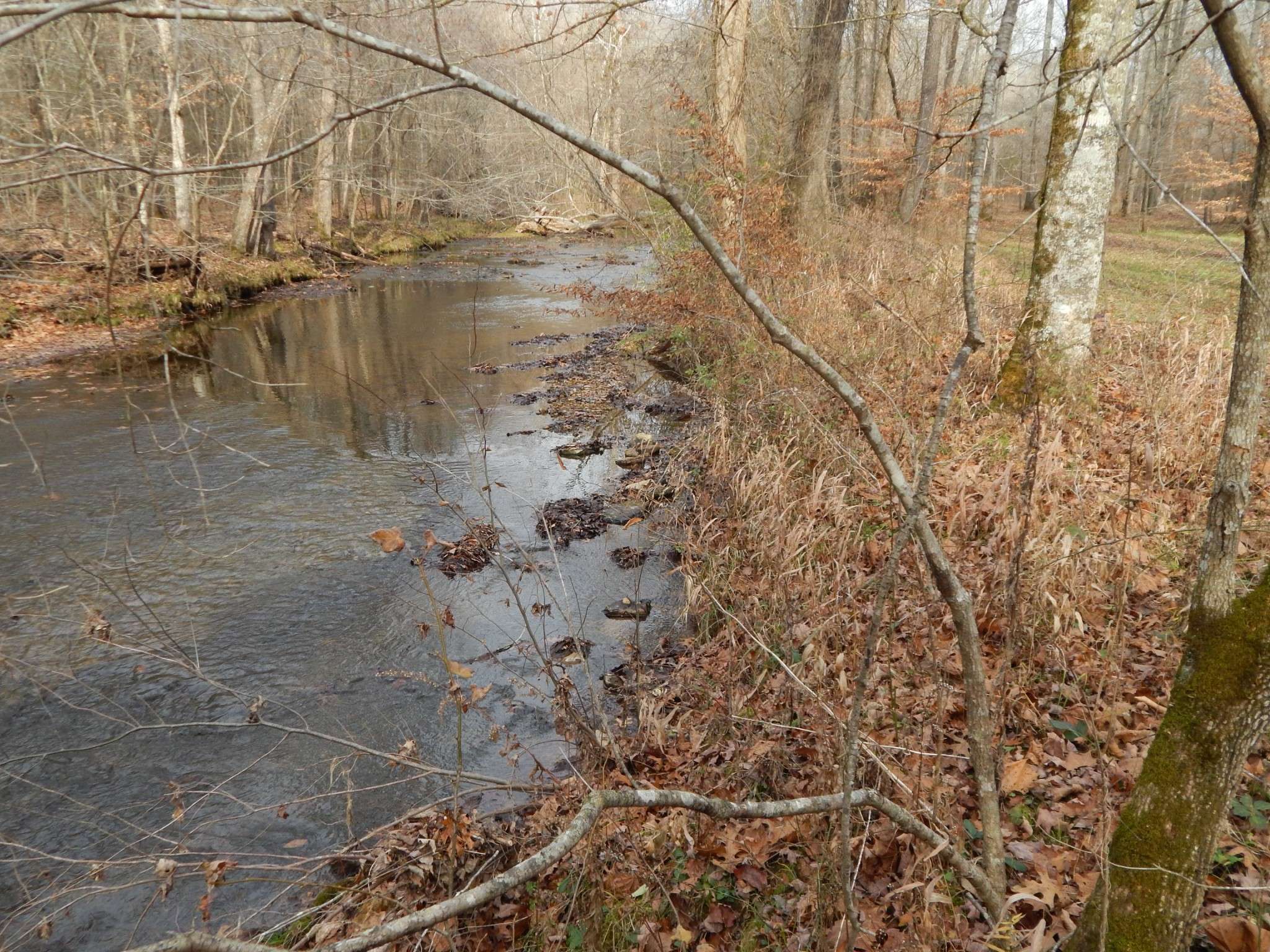 Loretto, TN 38469,40 Lou Johns Ln