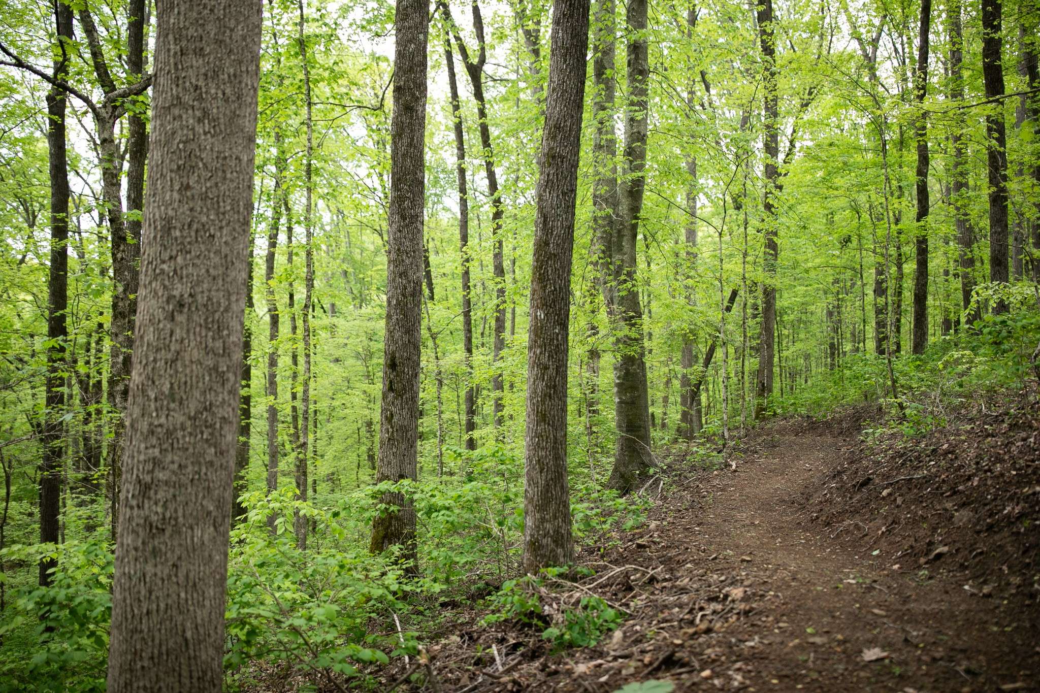 Franklin, TN 37064,0 Pinewood Road
