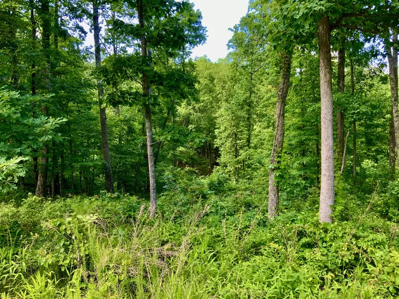 0 Bear Hollow Drive, Waverly, TN 37185