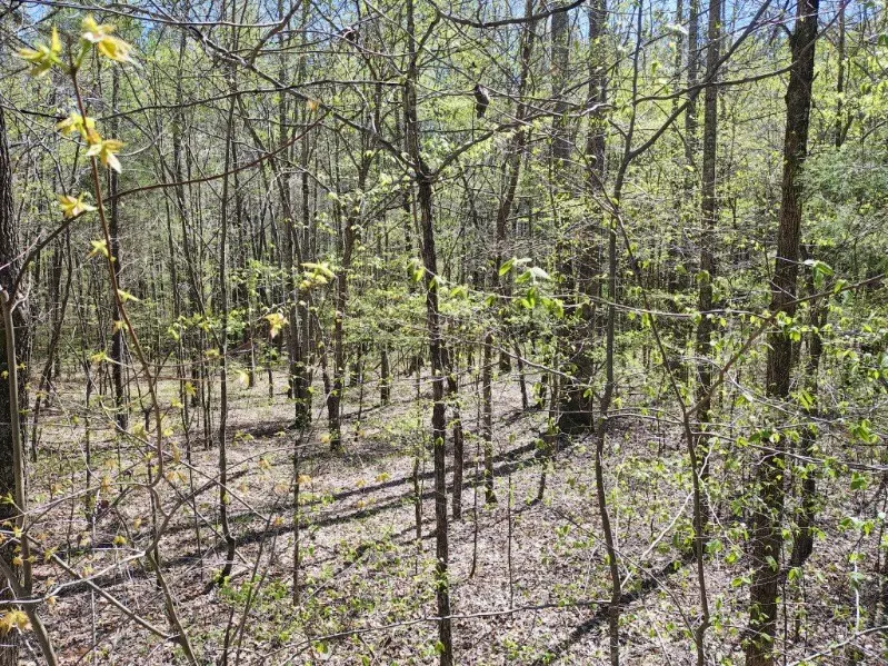 Collinwood, TN 38450,0 Roanoke Creek Rd