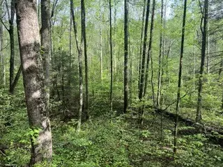 Grandview, TN 37337,102 Bear Den Trl