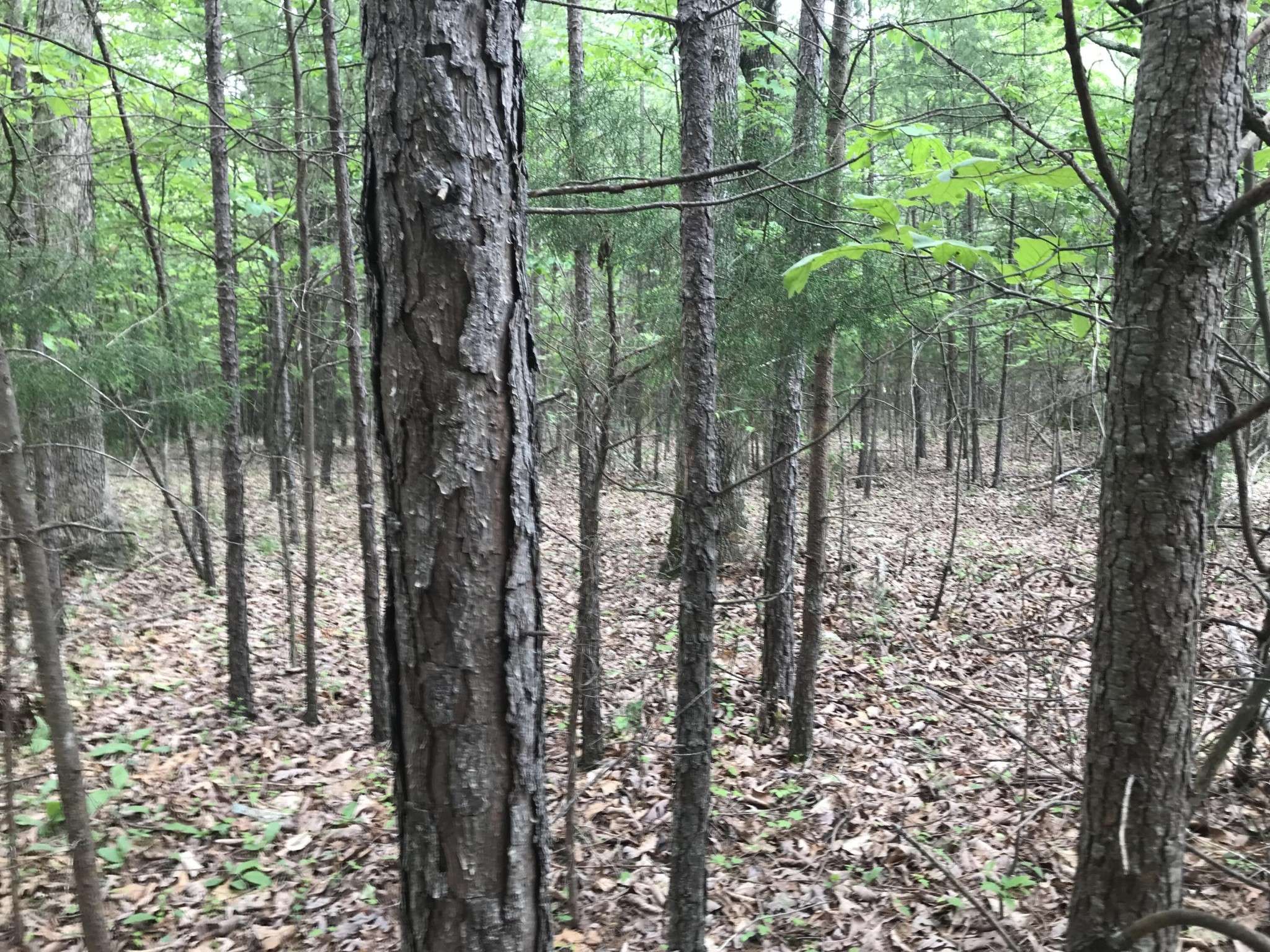0 Bluffview Drive, Dunlap, TN 37327