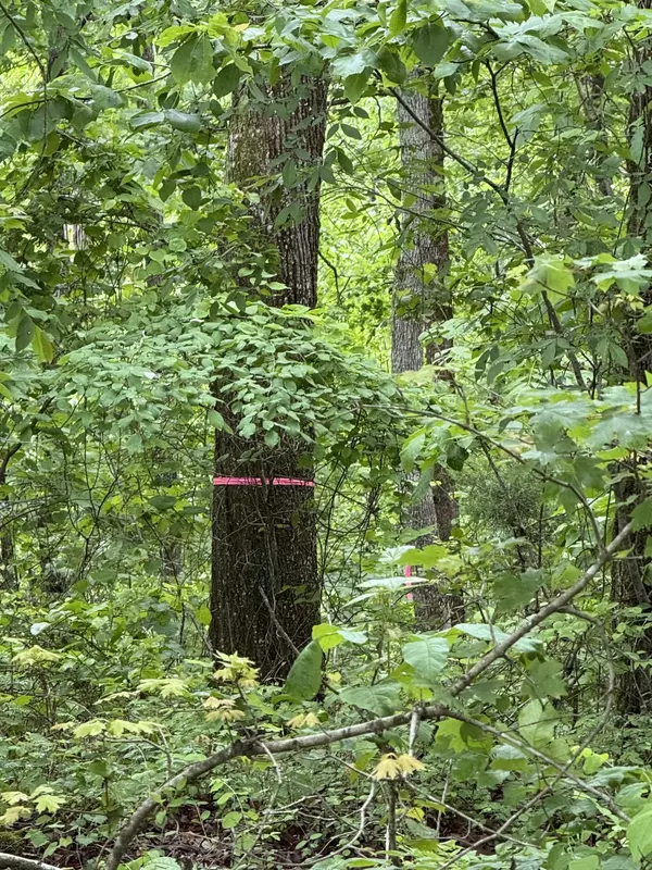 Waverly, TN 37185,0 Turkey Creek Road