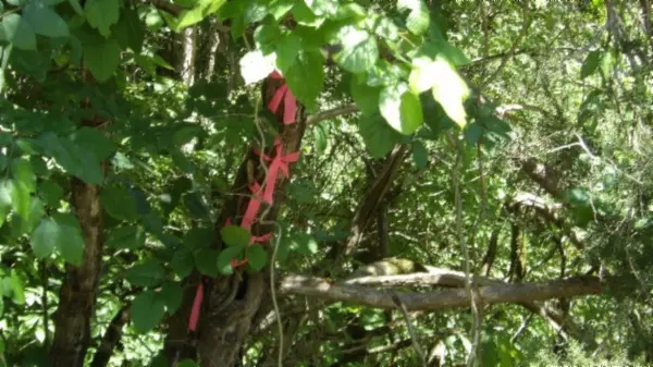 Celina, TN 38551,46 Billy Westmoreland Rd