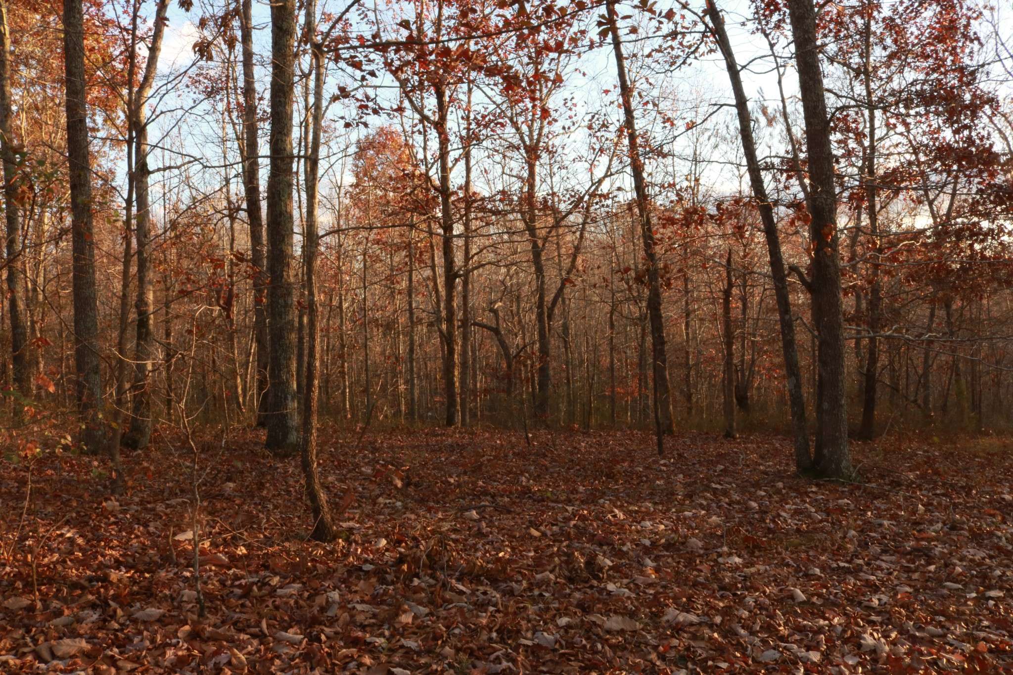 Mount Pleasant, TN 38474,156 Ellies Run