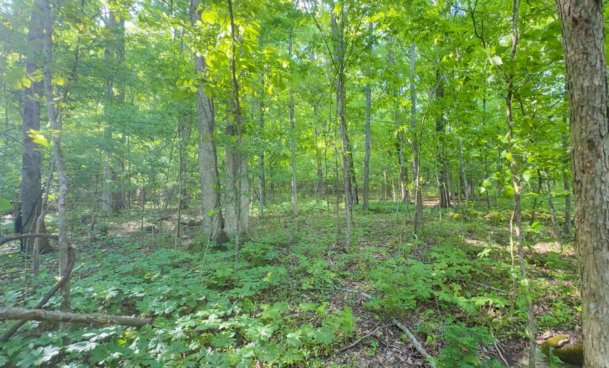 Pulaski, TN 38478,140 Ben Johnson Rd