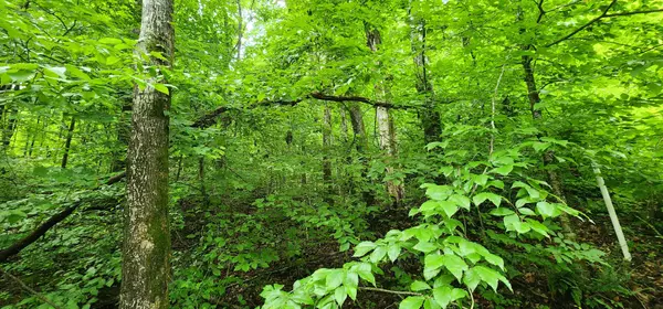 Smithville, TN 37166,0 Hurricane Dr