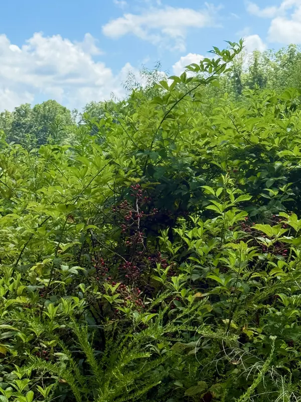 Clifton, TN 38425,0 Ruble Dr