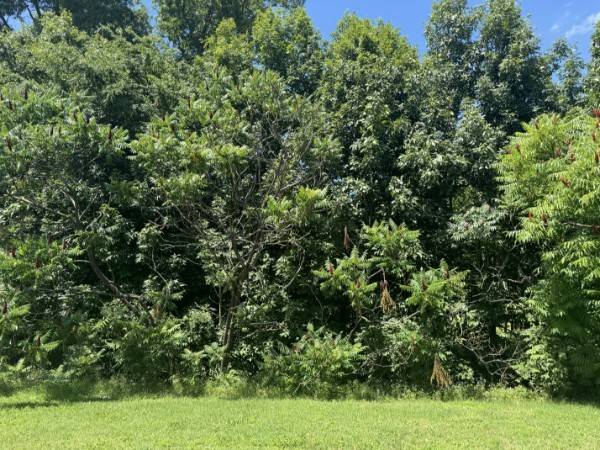 La Vergne, TN 37086,1302 Lyndsey Ridge Dr