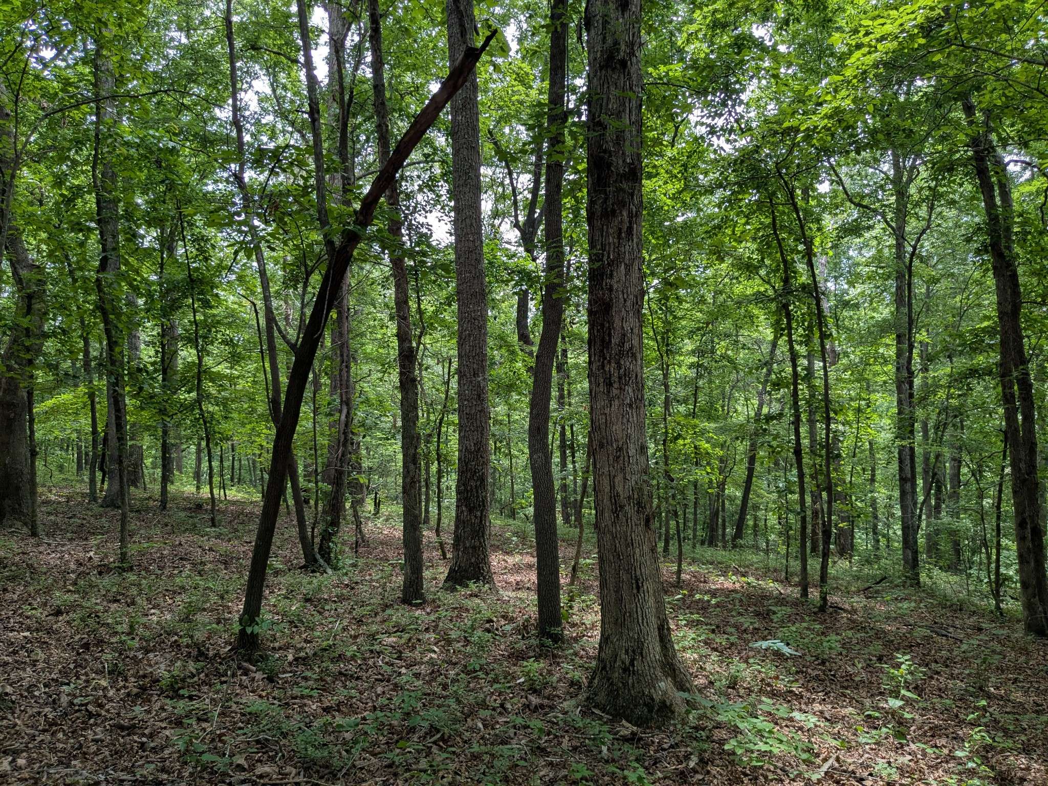 Lawrenceburg, TN 38464,3 Brush Creek Road