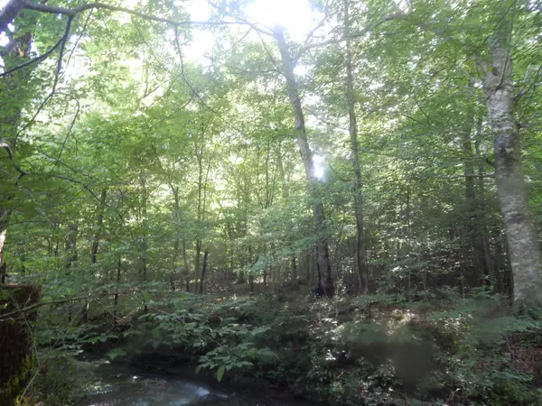 Iron City, TN 38463,3795 Wayland Springs Rd