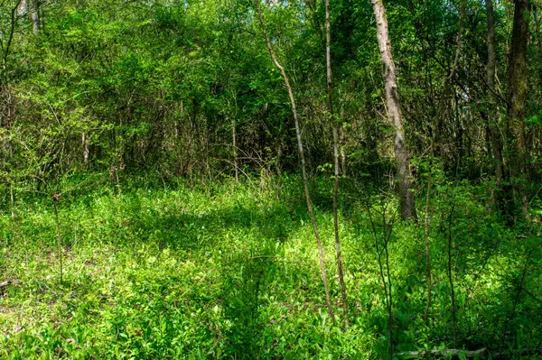 Hillsboro, TN 37342,12 Newt Vanattia Rd