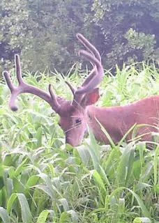 Linden, TN 37096,0 Ledbetter Hollow Rd