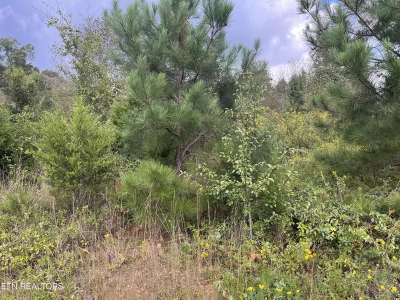 114 N Center Point Acres, Walling, TN 38587