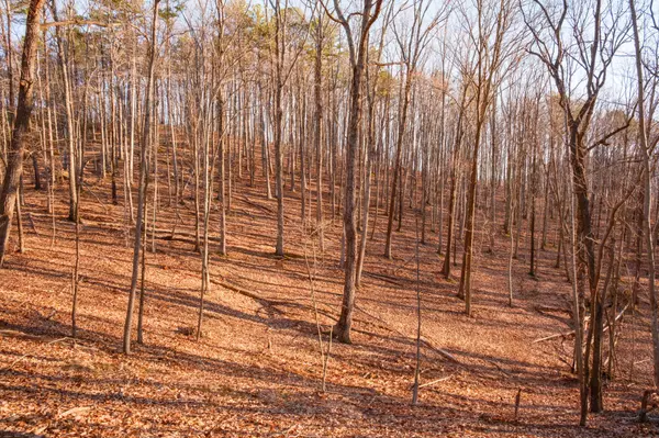 Chickamauga, GA 30707,0 Hog Jowl Road