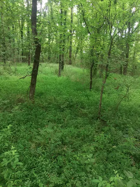 468 Adams Rd, Ardmore, TN 38449
