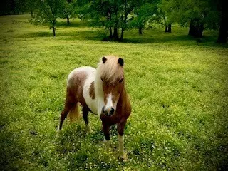 Thompsons Station, TN 37179,6628 Bethesda Arno Rd