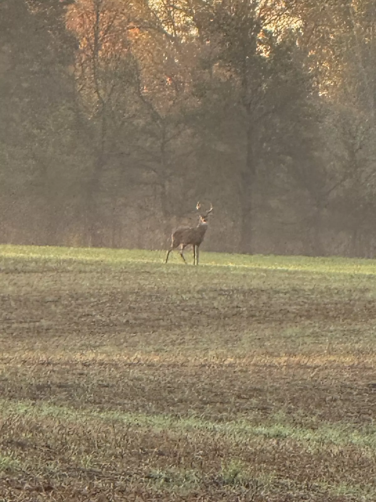 Indian Mound, TN 37079,205 Pumpkin Valley Rd