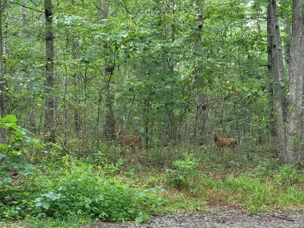 Crossville, TN 38572,9004 Hondo Loop