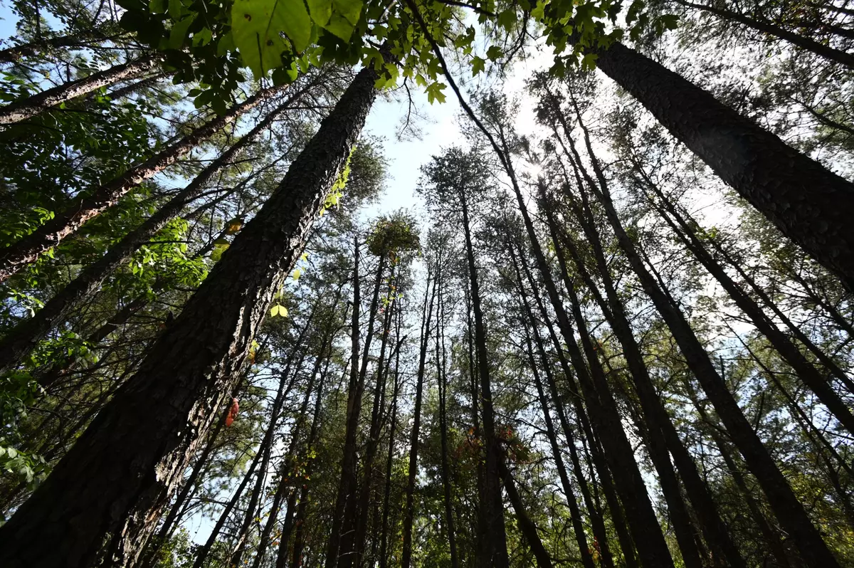 Clifton, TN 38425,0 Flippo Branch Rd