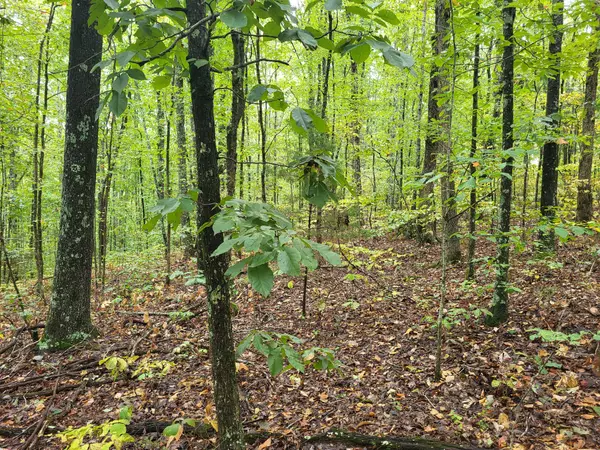 Holladay, TN 38341,1 Peachwood Lane