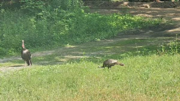 Lyles, TN 37098,7111 Wink Parker Rd