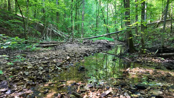 Primm Springs, TN 38476,7822 Barnhill Rd