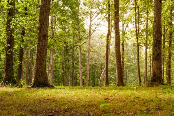 Franklin, TN 37064,1 Peach Hollow Rd