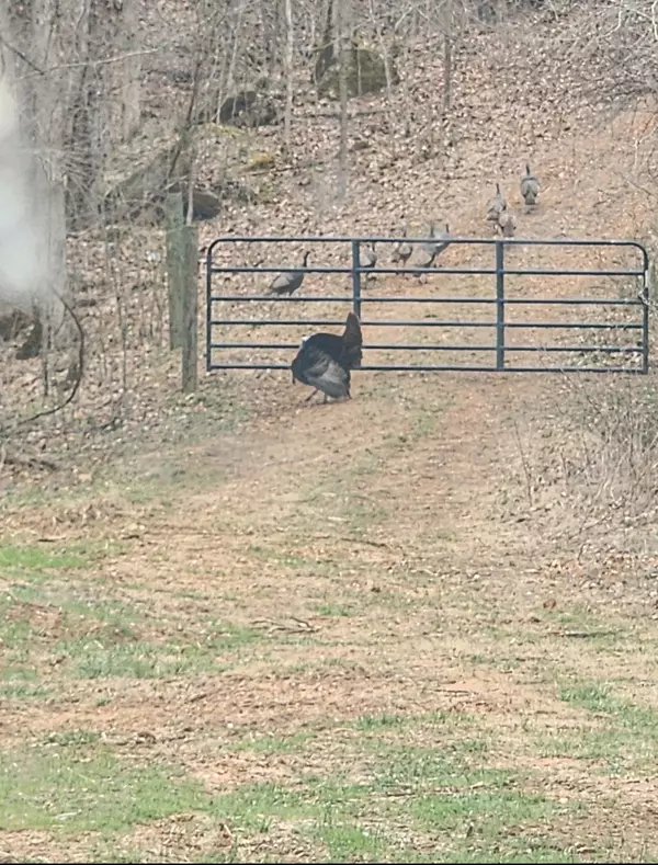 Hohenwald, TN 38462,0 Allens Creek Rd