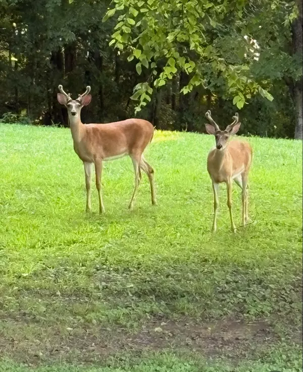 Cadiz, KY 42211,45 Missouri Ct